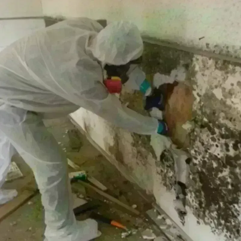 Mold Remediation and Removal in West Lawn, PA